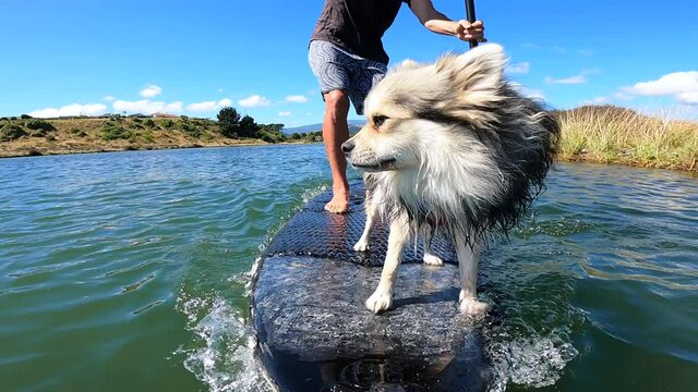 Man and cute fluffy dog riding standup paddle board (SUP) on river