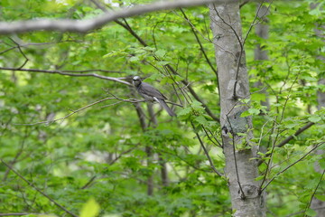 初夏の森、囀るヒヨドリ