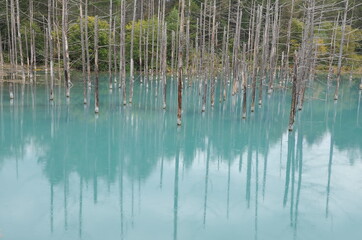 立ち枯れの木々の中にある青池