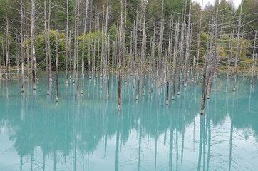 立ち枯れの木々の中にある青池