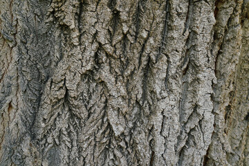 dry tree bark texture and background, nature concept