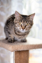 Striped cat looked at camera. Sirius cat looks at you