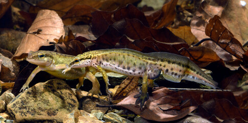 Fadenmolch Pärchen // a couple of Palmate newts (Lissotriton helveticus)