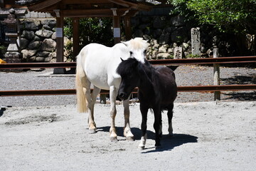 馬