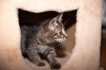 Little kitty peek out from his shelter.