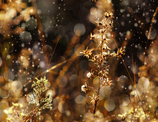 roślina uschnięta w zbliżeniu z bokeh © gosia