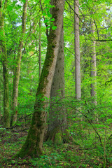 Obraz premium Natural mixed tree stand in summer