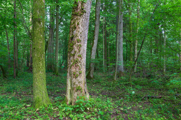 Natural mixed tree stand in summer