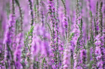 View of pink flowers