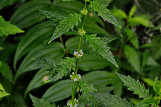 Flowers of a gypsywort plant (Lycopus europaeus)