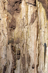 The bark of the tree is very close-up.