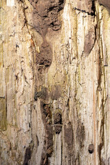 The bark of the tree is very close-up.