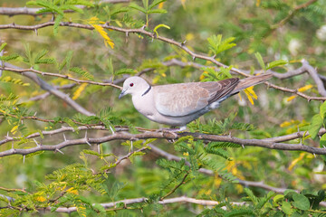Laughing Dove- Spilopelia senegalensis