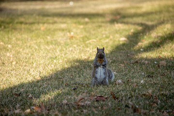 Close up view of a common eastern gray squirrel (sciurus carolinensis) on a backyard grass lawn, looking at the camera