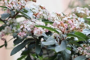 tree blossom