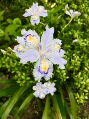 Obraz na płótnie Canvas シャガの花　Iris japonica 胡蝶花