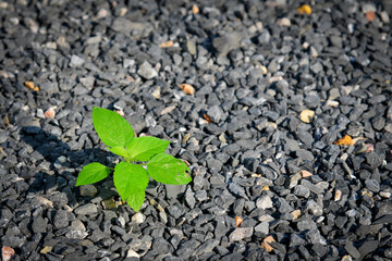 small plant growing on black gravels