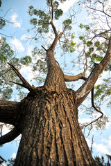 Fototapeta na wymiar Looking up trunk of tall tree in forest