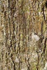 Tropical forest Bark for background