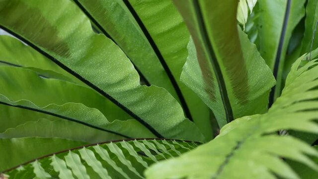 Bird's nest fern dark green leaves. Exotic tropical amazon jungle rainforest, stylish trendy botanical atmosphere. Natural lush foliage vivid greenery, paradise aesthetic. Asplenium nidus plant leaf.