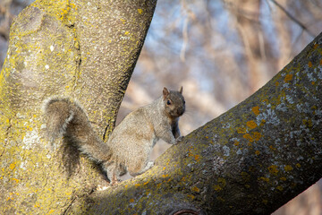 Close up view of a common eastern gray squirrel (sciurus carolinensis) in a backyard tree with defocused background, looking at the camera