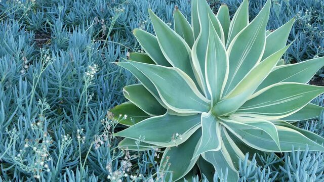 Blue agave leaves, succulent gardening in California, USA. Home garden design, yucca, century plant or aloe. Natural botanical ornamental mexican houseplants, arid desert floriculture. Calm atmosphere