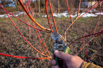 Spring pruning of peach tree.