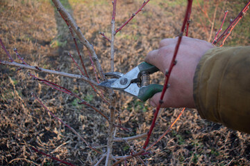 Spring pruning of peach tree.