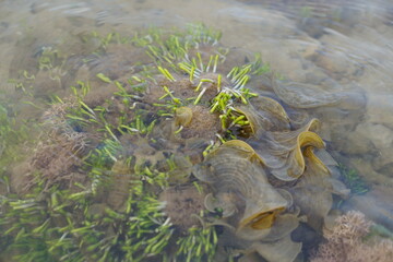 Sea weed on the beach samui island