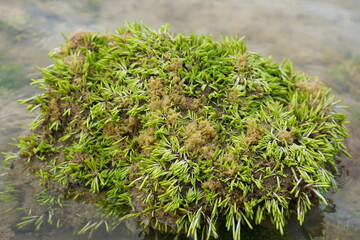Sea weed on the beach samui island