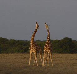 a pair of reticulated giraffes gracefully standing together in the wild with their necks stretched out looking to the sky, Kenya