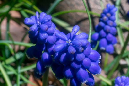 ブドウムスカリ Images Browse 15 Stock Photos Vectors And Video Adobe Stock ブドウムスカリ Images Browse 15 Stock Photos Vectors And Video Adobe Stock