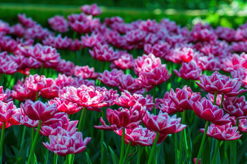 Pink and white colorful tulips. Beautiful spring background
