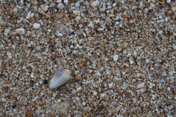 beach sand shell and Footprint samui island