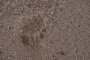 beach sand shell and Footprint samui island