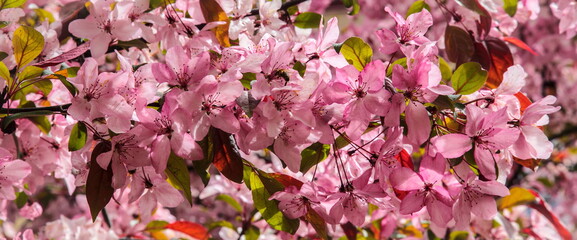 Sakura is blooming