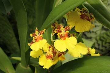 oncidium. Oncidium Varicosum. beautiful oncidium orchid flower in garden. oncidium orchid flowers....