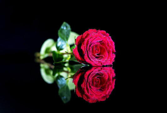 Red rose flower lieing on the black reflective surface with the dlack background.