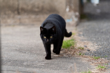 散歩する黒猫