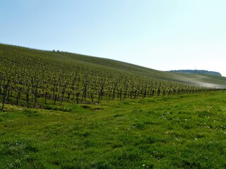 Fototapeta na wymiar Weinberge im Frühling mit grüner Wiese im morgendlichen Gegenlicht