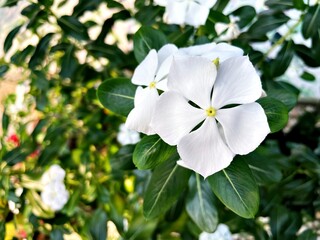 White flower Catharanthus rosea ,cape periwinkle madagascar in garden ,white flowers in the garden