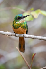 Ein Glanzvogel frontal auf einem Ast sitzend freigestellt