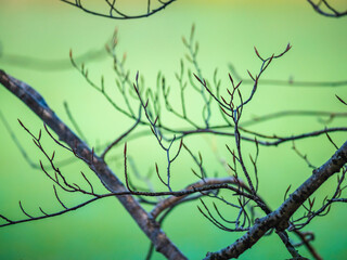 Tree branches at the lake in winter and colors