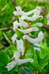 Corydalis