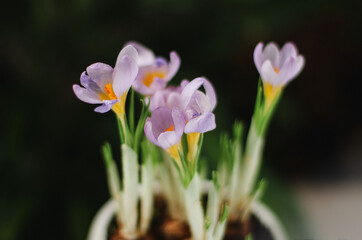 Fototapeta premium spring crocuses