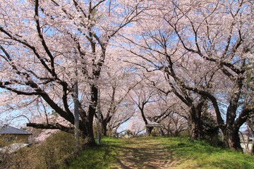 南郷町・十王山公園の桜　（宮城県美里町）