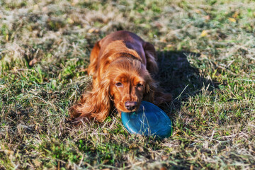 Playful english cocker spaniel on grassy ground