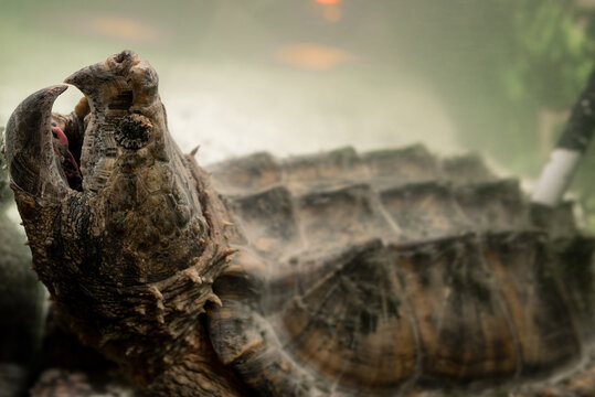 Alligator Snapping Turtle with wide open mouth underwater. snapping turtle in the aquarium. tyrarium