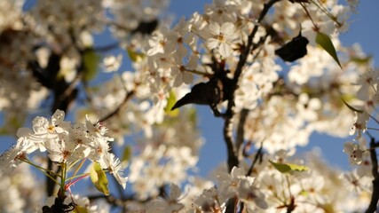 Spring white blossom of cherry tree, California, USA, Balboa Park. Delicate tender sakura flowers of pear, apple or apricot. Springtime fresh romantic atmosphere, pure botanical bloom soft focus bokeh