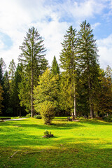 Fototapeta premium Green grassy lawns